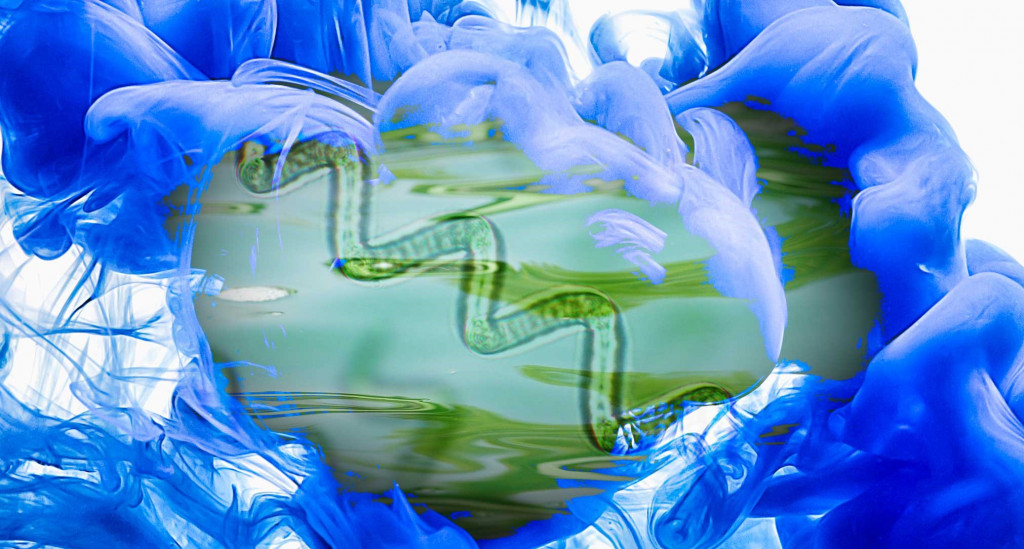 Spirulina and phycocyanin what's the difference?