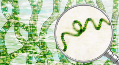 Understanding cyanobacteria: these multifaceted micro-organisms
